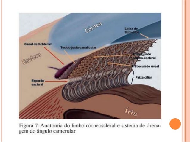 Gonioscopia Pdf